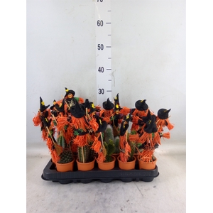 Cactus   ...