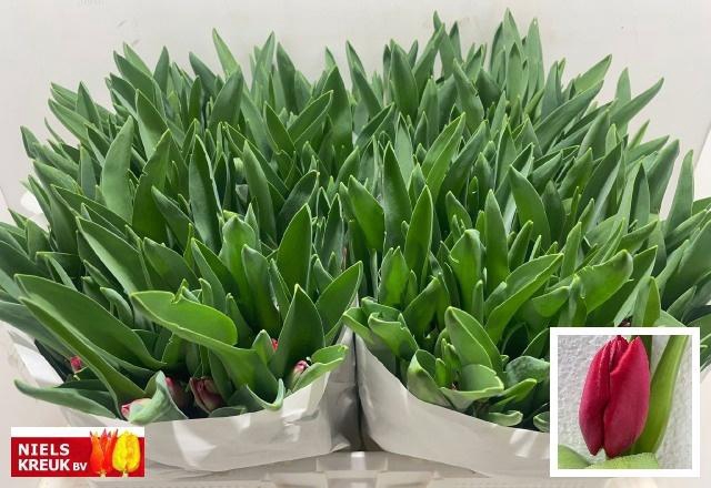 <h4>TU EN ILE DE FRANCE</h4>