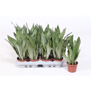 Sansevieria trifasciata 'Moonshine'