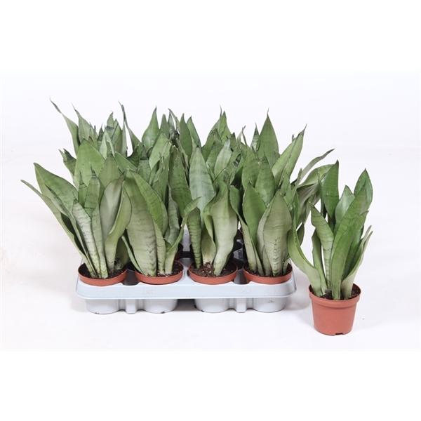 <h4>Sansevieria trifasciata 'Moonshine'</h4>