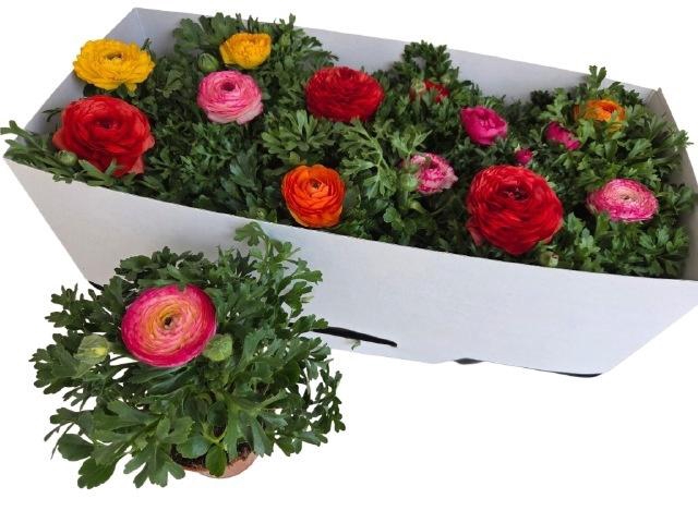 <h4>RANUN SPRINK GEM</h4>