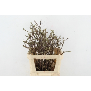 MAGNOLIA RECHT PER STEM 080CM
