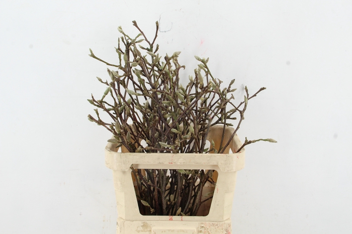<h4>MAGNOLIA RECHT PER STEM 080CM</h4>