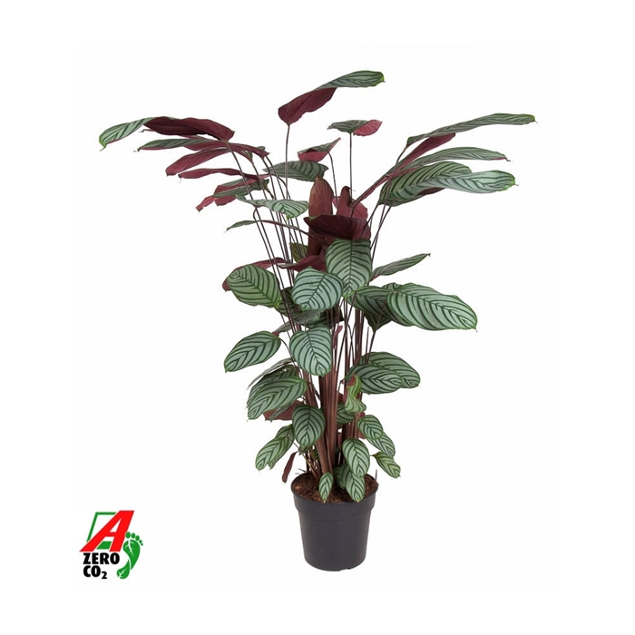<h4>Calathea Oppenheimiana</h4>