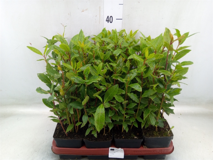 <h4>Laurus nobilis</h4>