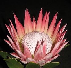Protea Cynaroides Pink