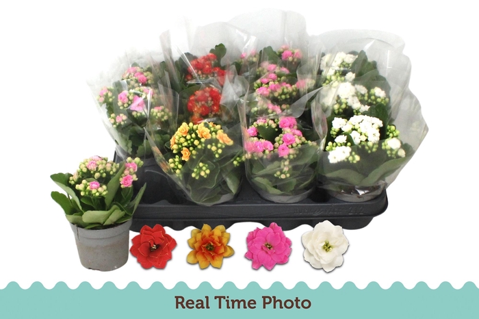 <h4>KAL GE GEM 4 KL</h4>