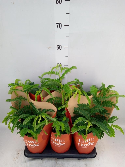 <h4>Tamarindus indica</h4>