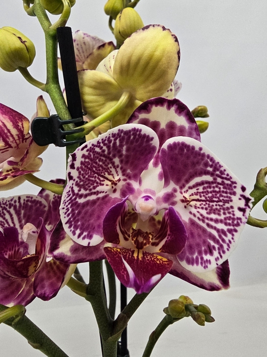 <h4>Limited 27 week 19</h4>