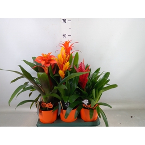Bromelia   ...mix