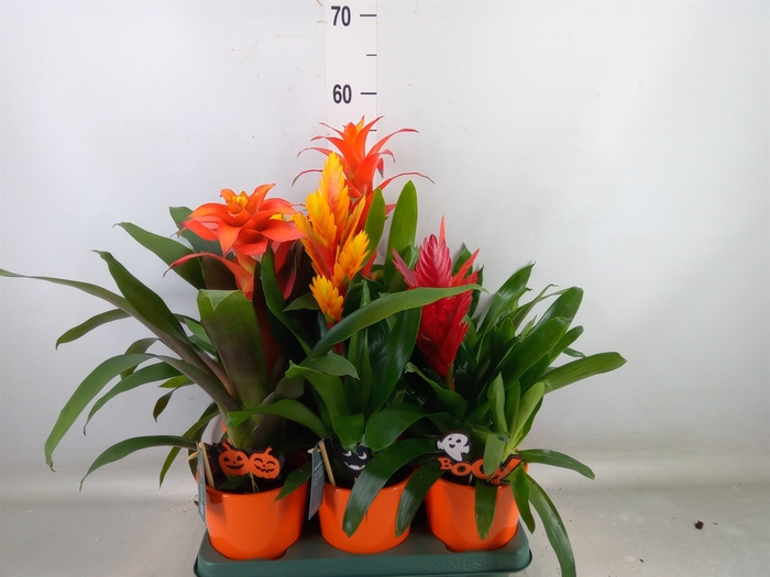 <h4>Bromelia   ...mix</h4>