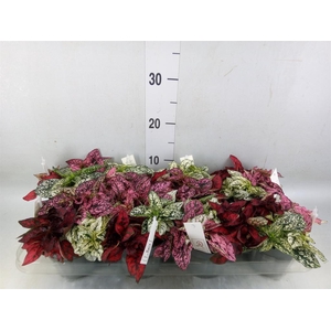 Hypoestes phyllo.   ...mix