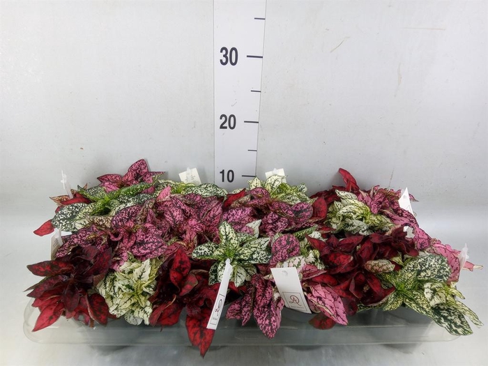 <h4>Hypoestes phyllo.   ...mix</h4>