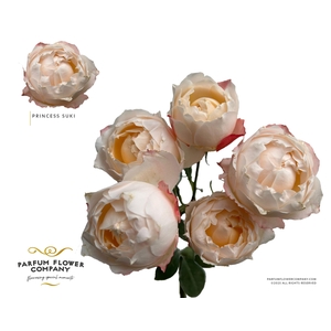 Rosa Spray Princess Suki