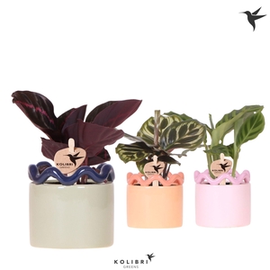 Kolibri Greens Calathea mix in Funky pot mix