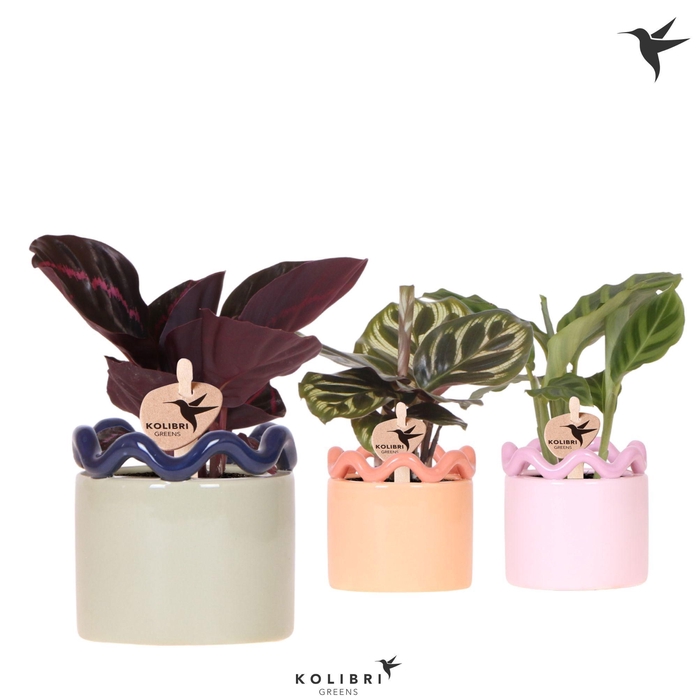 <h4>Kolibri Greens Calathea mix in Funky pot mix</h4>