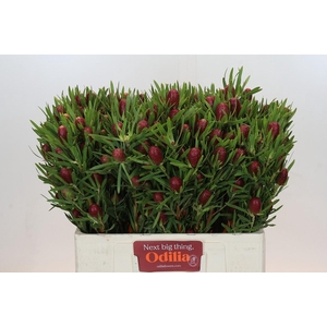 Leucadendron Red Tag Spray