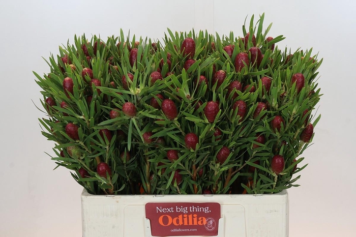 <h4>Leucadendron Red Tag Spray</h4>