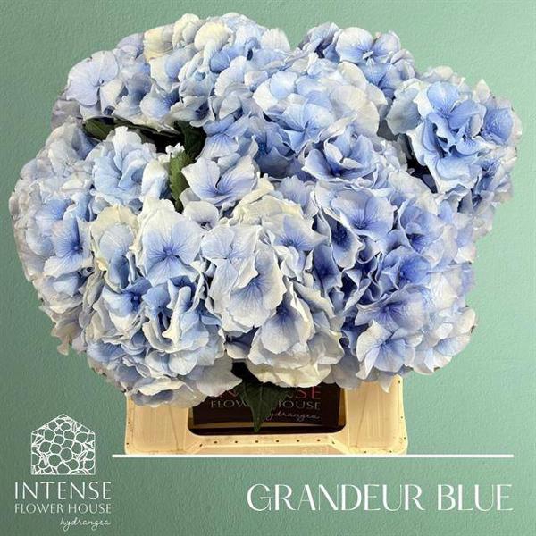 <h4>Hydr Royal Grandeur Blue Intense Flower</h4>