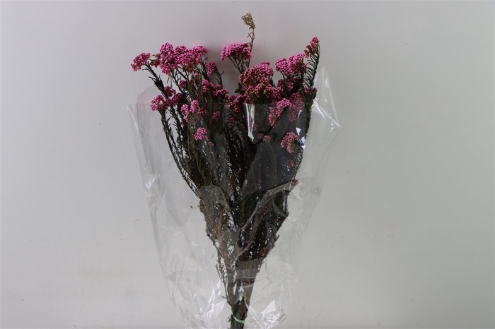 <h4>Dried Ozothamnus D Pink Bunch Slv</h4>