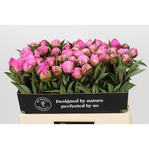 Paeonia Dr A Fleming