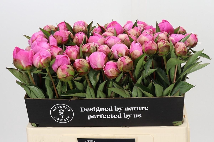 Paeonia Dr A Fleming