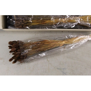 DF Phalaris Bs Brown 100g