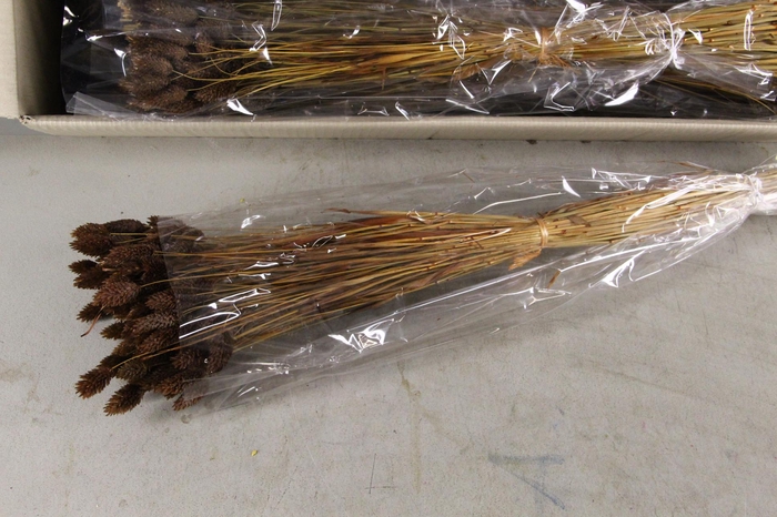 <h4>DF Phalaris Bs Brown 100g</h4>