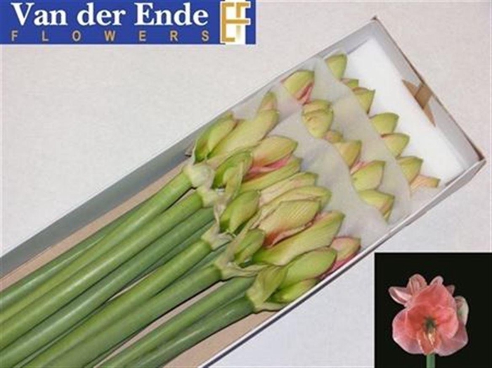 <h4>Hipp Ga Reve</h4>