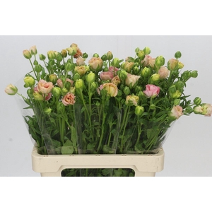 Ranunculus Magical Mascarpone