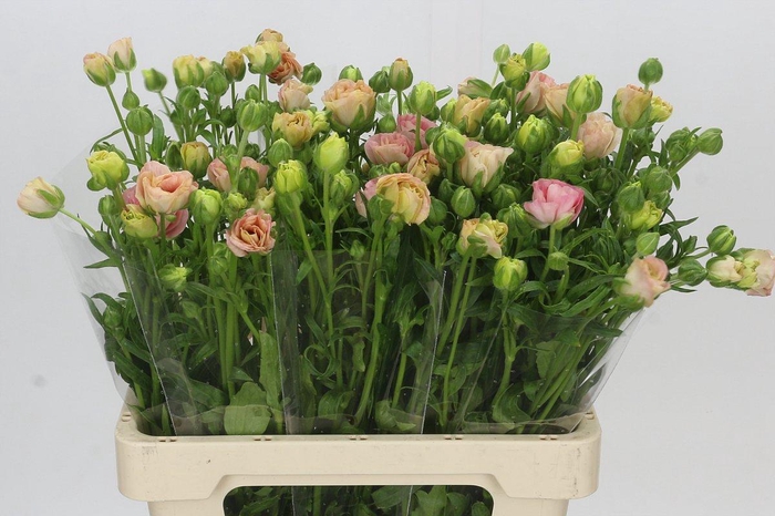 <h4>Ranunculus Magical Mascarpone</h4>