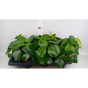 Peperomia polybotrya 'Raindrop'