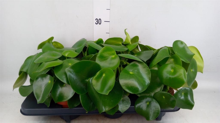 <h4>Peperomia polybotrya 'Raindrop'</h4>