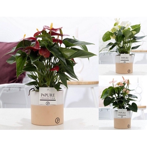 Anthurium mix in P&PURE Rosy ceramics