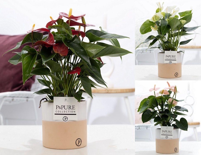 <h4>Anthurium mix in P&PURE Rosy ceramics</h4>