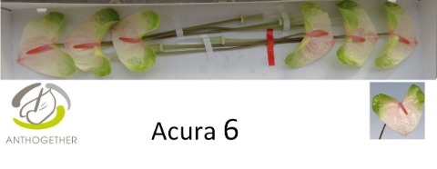 <h4>Anthurium Acura</h4>