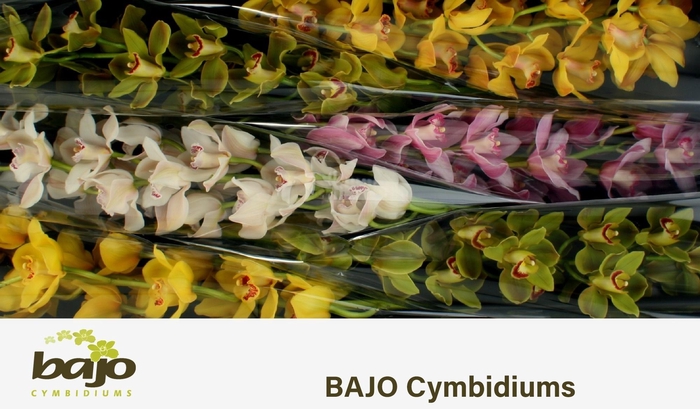 <h4>CYMB T GEM</h4>
