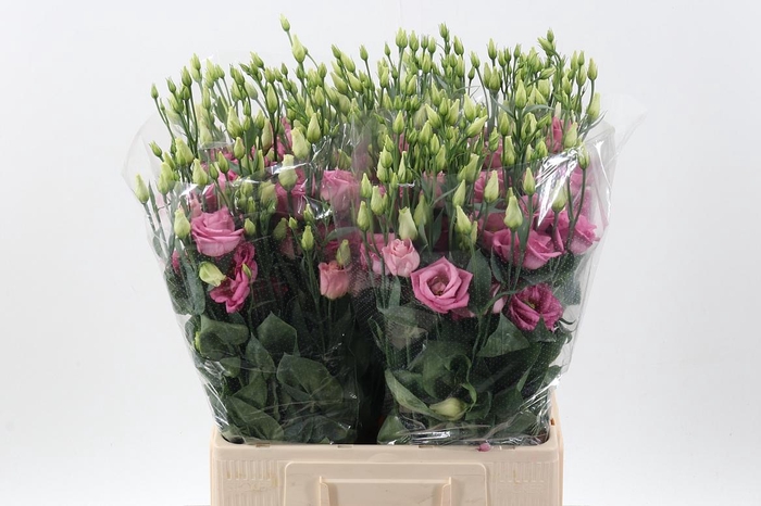 <h4>Eus G Rosi Pink</h4>