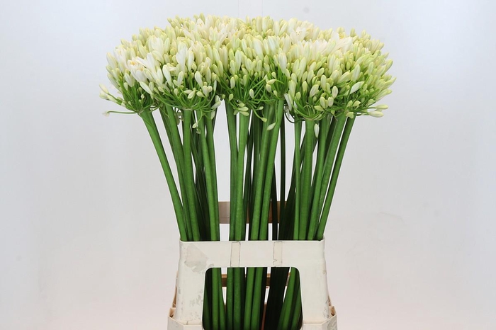 <h4>Agapanthus Gletsjer</h4>