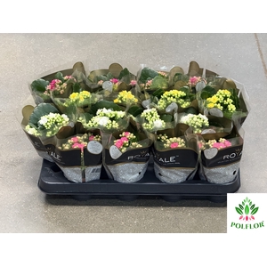 Kalanchoe ROYALE Mix 7Ø 15cm