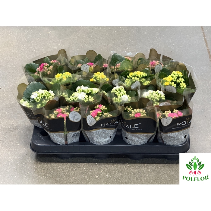 <h4>Kalanchoe ROYALE Mix 7Ø 15cm</h4>