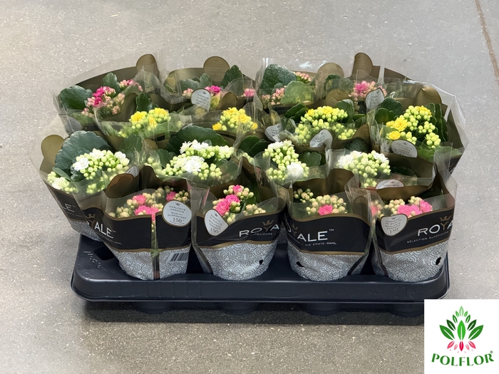 Kalanchoe ROYALE Mix 7Ø 15cm