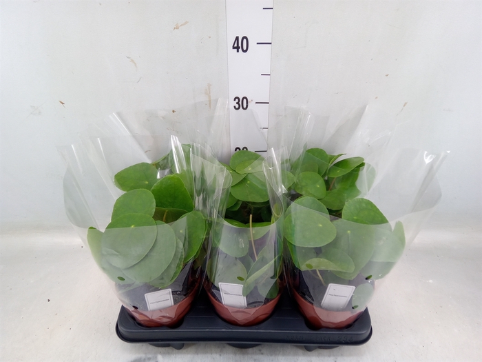 <h4>Pilea peperomoides</h4>