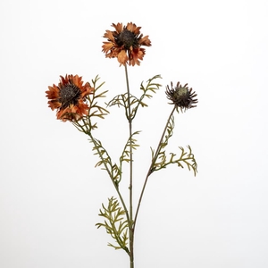AF Cornflower x3 L68cm orange