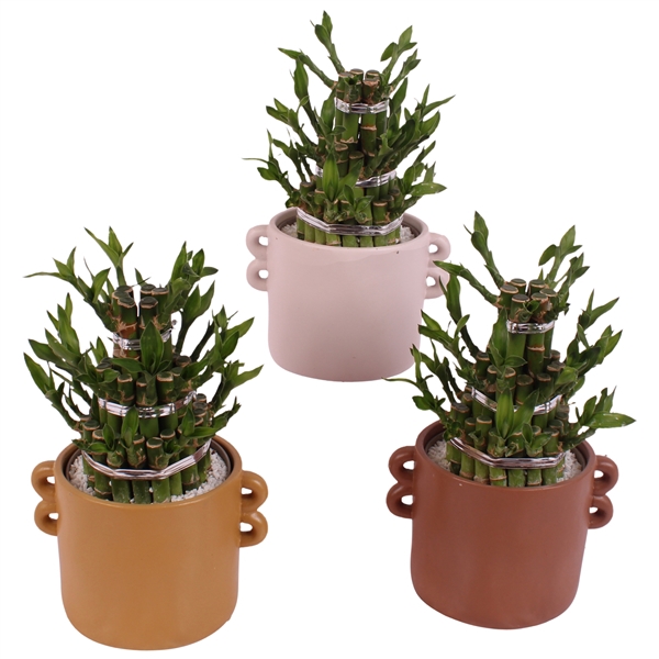 <h4>Lucky Bamboo Shape Round 3B Ø17cm Ceramic EV562</h4>