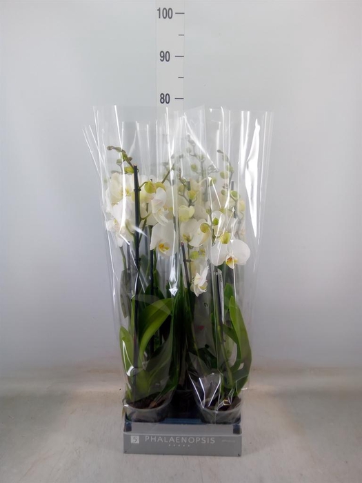 <h4>Phalaenopsis  'Ant Nottingham'</h4>