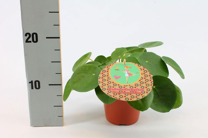 Pilea Peperomioides 12cm Nederlands etiket