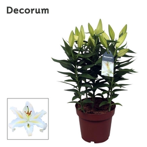Lilium Or Starlight White 19cm