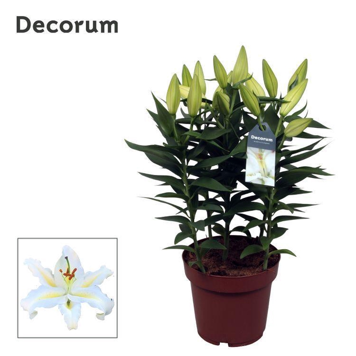 <h4>Lilium Or Starlight White 19cm</h4>