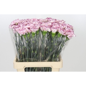 Dianthus St Mudah
